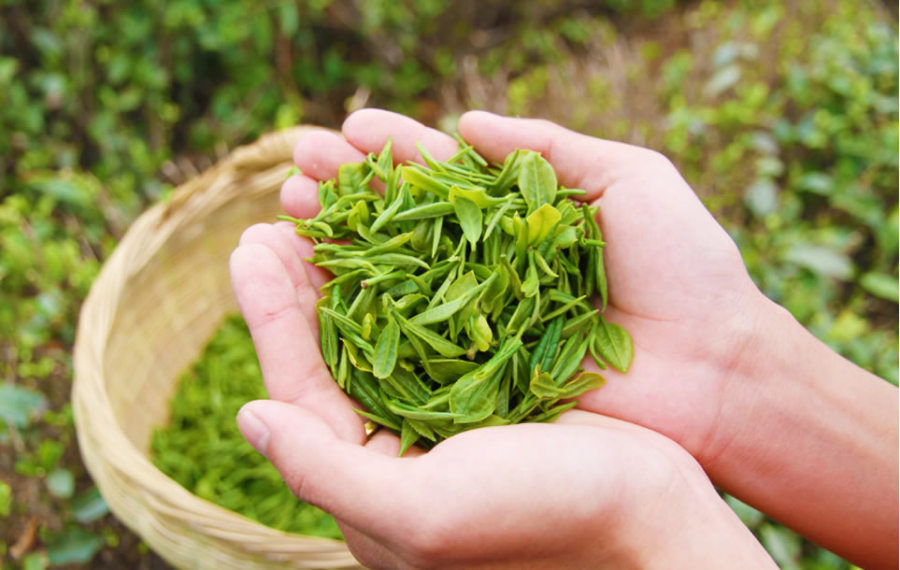 瀚林春有机茶今年又喝上了“豆浆”了