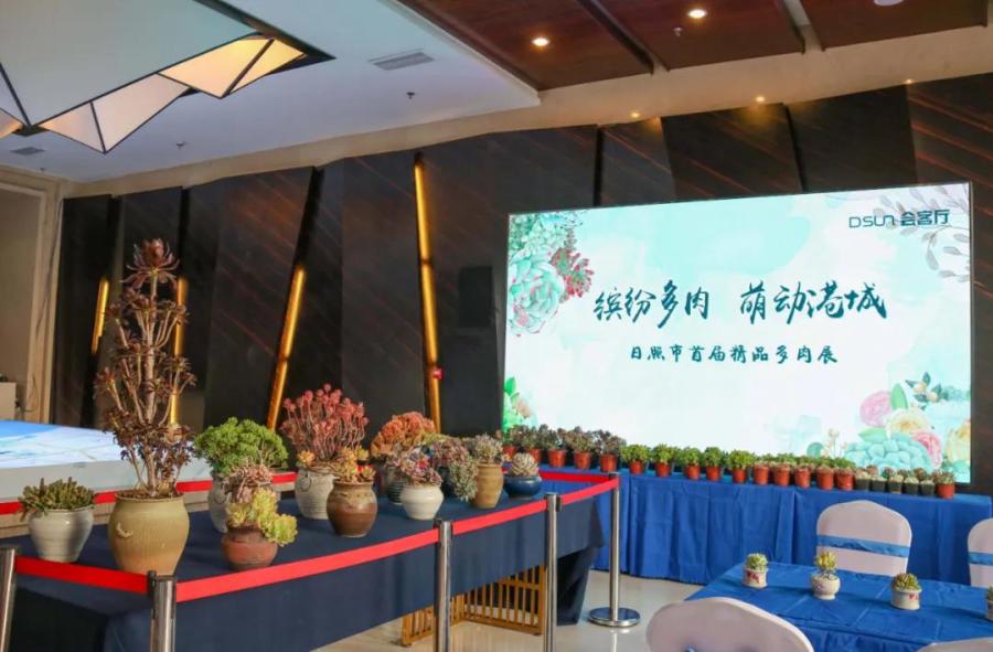 DSUN会客厅|遇见多肉！日照首届多肉展开始啦。