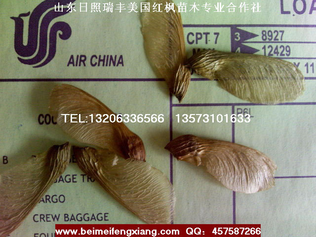 进口美国红枫种子购种须知三