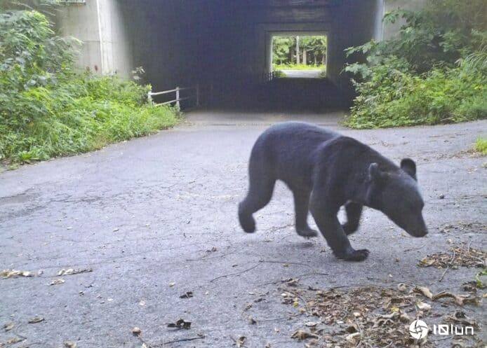 日本利用AI监察自然生态　协助发出熊出没警报