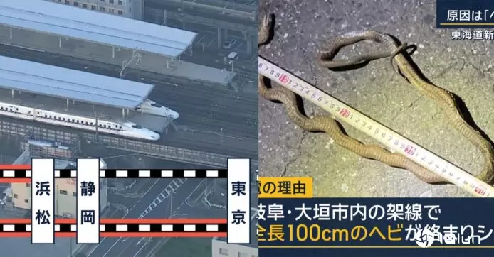 一条蛇令日本新干线列车停驶 蛇缠绕高压电线引致停电