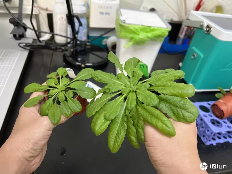 中研院首创二碳植物，提升固碳率登《科学》期刊