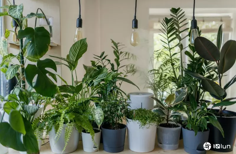 家里Wi-Fi速度一直快不起来？室内植物或许有嫌疑
