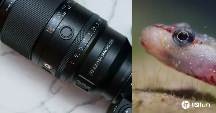 Sony新100微距镜头专家试相 尽显极致细节FE 100mm F2.8 Macro GM OSS