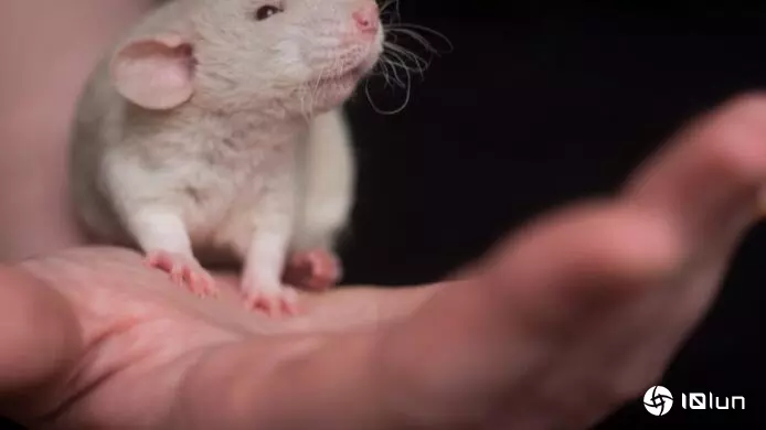 癌症“超级疫苗”现曙光 纳米佐剂老鼠实验成功 阻多种肿瘤生长扩散