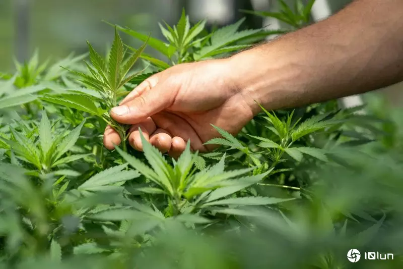 取代鸦片类止痛药物，药用大麻萃取物是慢性疼更有效安全的选择？