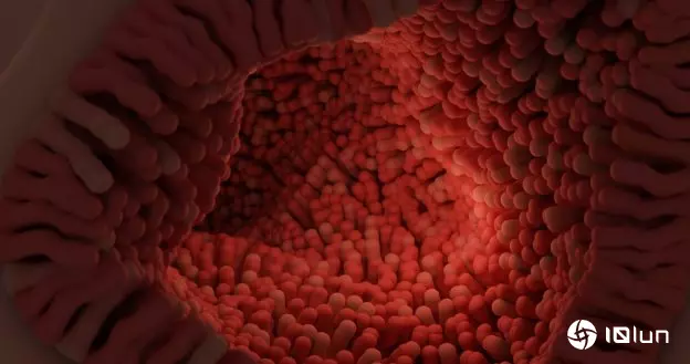 看不见的守护者，肠道微生物如何影响心理健康与衰老过程