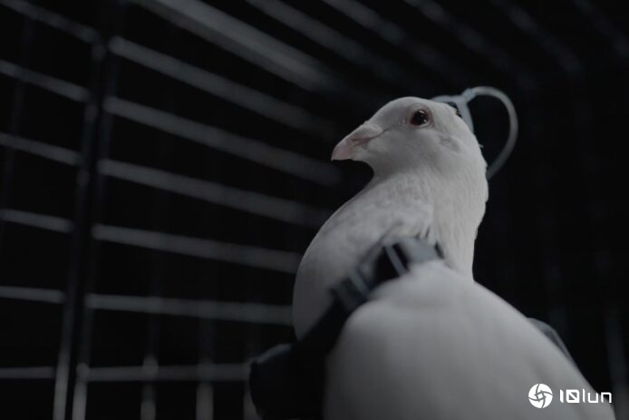 俄罗斯成功研发生物无人机 信鸽植入芯片被人遥控 飞行距离可达500公里