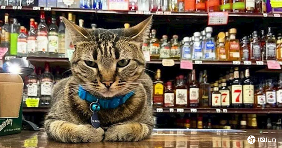 自动驾驶汽车撞死“猫市长”惹众怒！Waymo算法被轰：连猫都躲不掉？