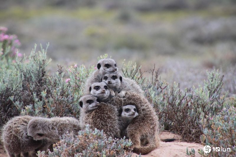 越是懂得“合作”的动物，越不容易患癌？