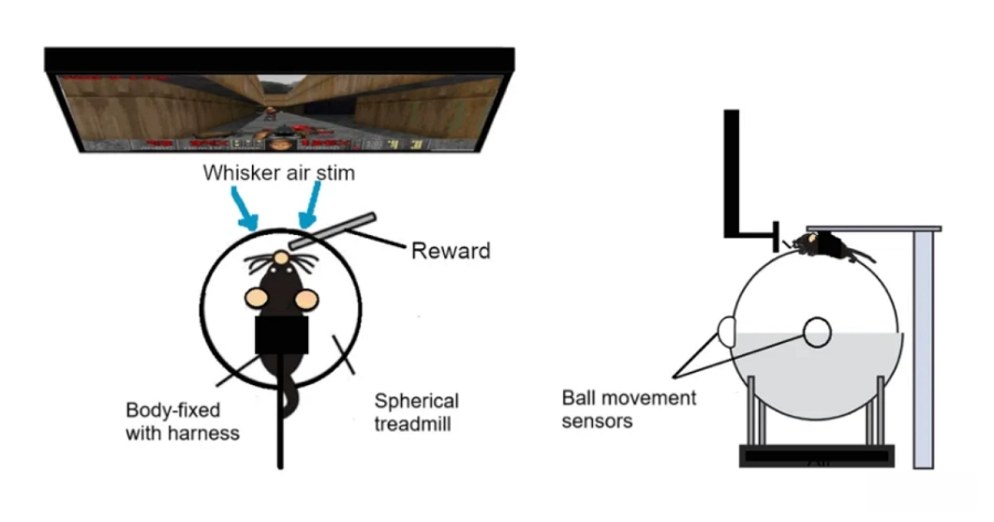 神经工程新突破！实验鼠学会在《毁灭战士》里“开火射击”