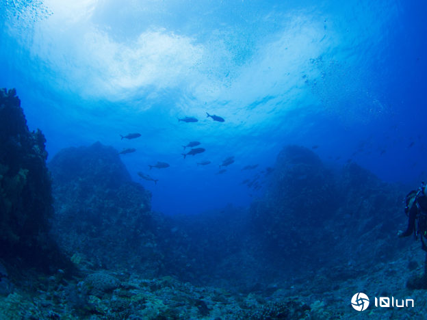 轨迹变动的黑潮，为日本环境与渔业带来未知