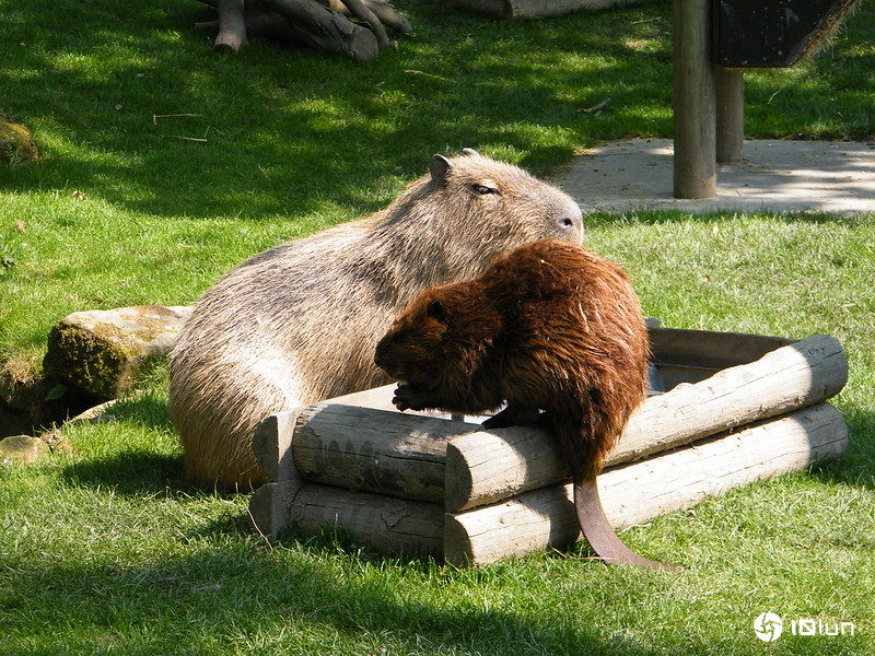 水豚陪你喝咖啡好解忧，专家：可能助长全球非法宠物贸易