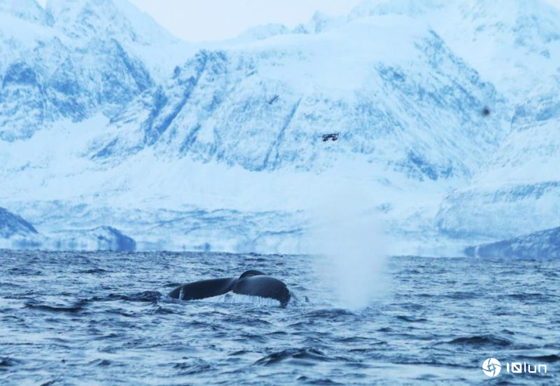鲸豚搁浅或是病毒惹祸，无人机助力更易取得鲸鱼喷气样本