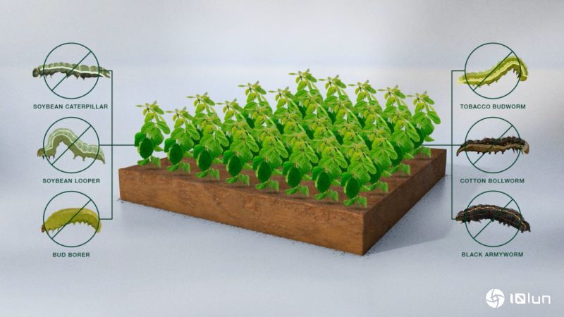 拜耳将于巴西推出全新基因改造大豆种子