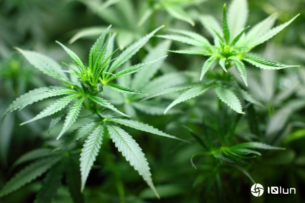 川普签令降级大麻归类，松绑医疗用途研究