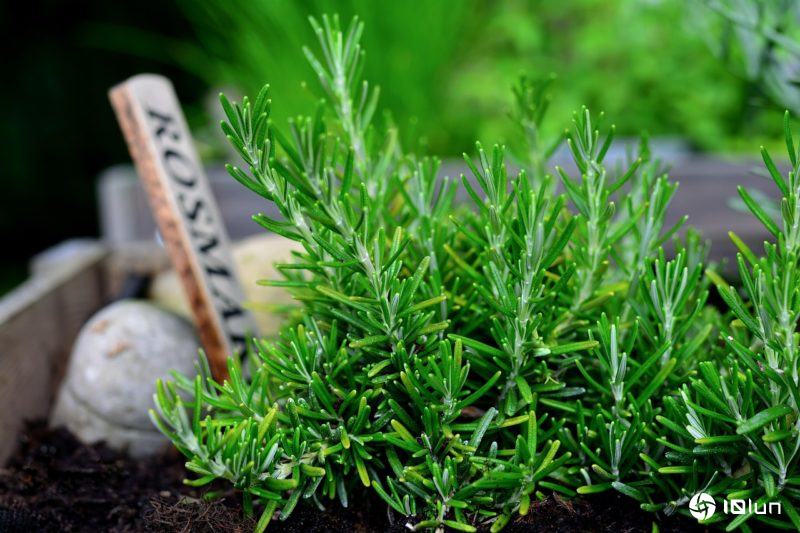 科学证明迷迭香天然成分，确实有助皮肤伤口“无疤愈合”